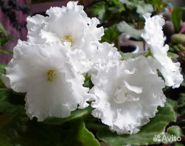 Сортовые фиалки, махровая глоксиния