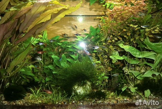 Обслуживание аквариумов