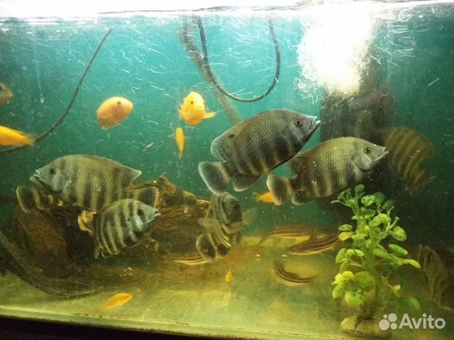 Большой выбор аквариумной рыбы купить на Зозу.ру - фотография № 2