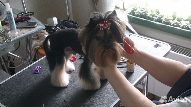 Груминг (стрижка собак, кошек), узи чистка зубов