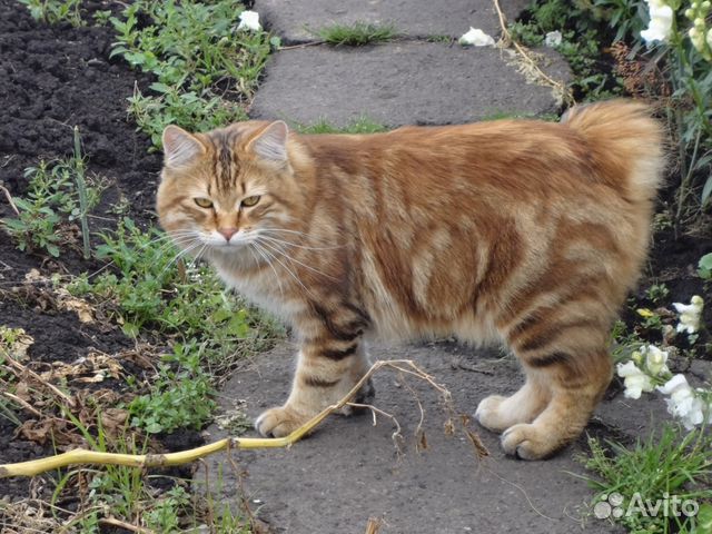 Кот ждёт кошек