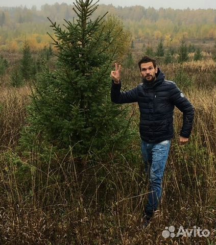 Купить Сосны Новогодние Живые На Авито Оптом