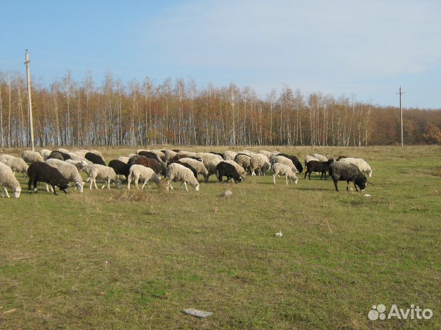 Овцы с ягнятами и бараны на племя и на мясо купить на Зозу.ру - фотография № 3