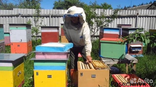 Продам пчел южной породы купить на Зозу.ру - фотография № 1