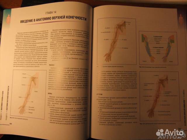 Клиническая анатомия книга скачать