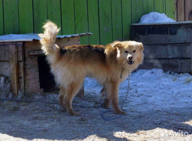 Молодой красивый пёс ищет дом купить на Зозу.ру - фотография № 2