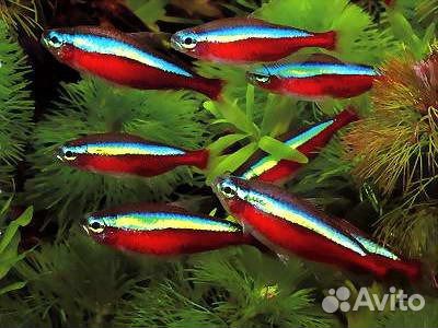 Декоративные аквариумные рыбки купить на Зозу.ру - фотография № 9