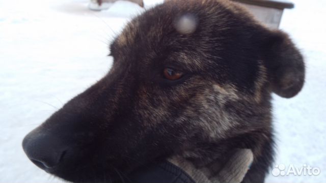 Собака из приюта в г.Валдай ищет любящего хозяина купить на Зозу.ру - фотография № 3