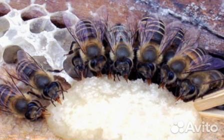 Подкормка для пчёл купить на Зозу.ру - фотография № 1
