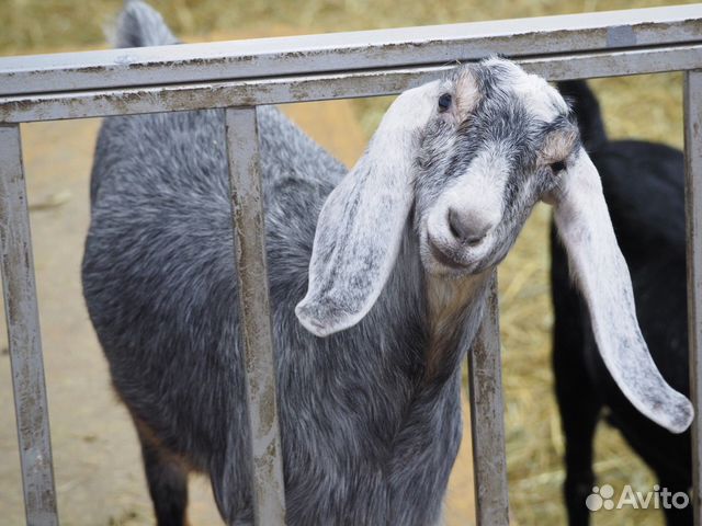 Нубийские козы и козлы купить на Зозу.ру - фотография № 1
