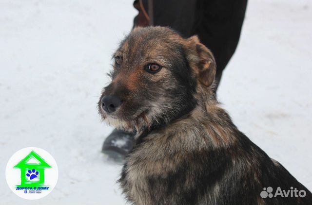 Настоящая семейная собака Шаня купить на Зозу.ру - фотография № 4