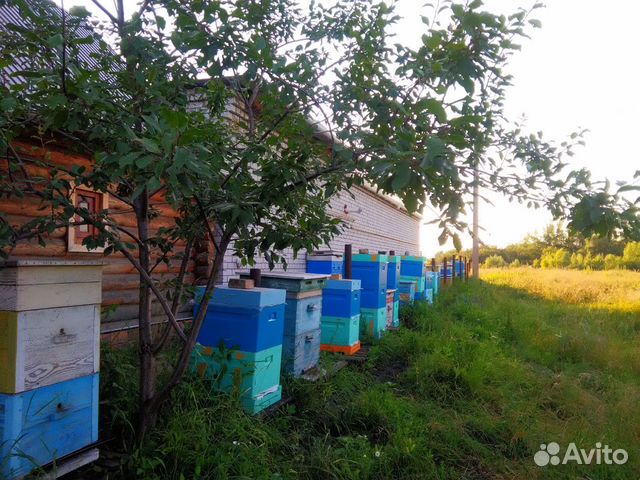 Пчелопакеты пчелосемьи купить на Зозу.ру - фотография № 2