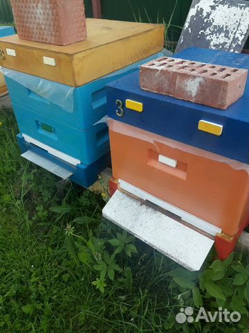 Пчелки породы Бакфаст, ульи, консультации купить на Зозу.ру - фотография № 2