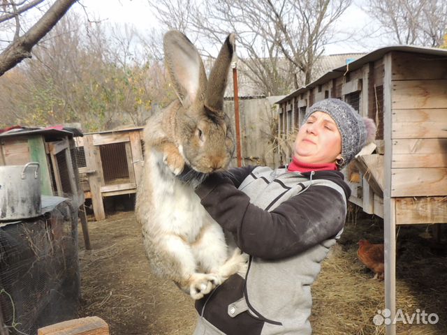 Кролики породы фландр и белый великан купить на Зозу.ру - фотография № 6