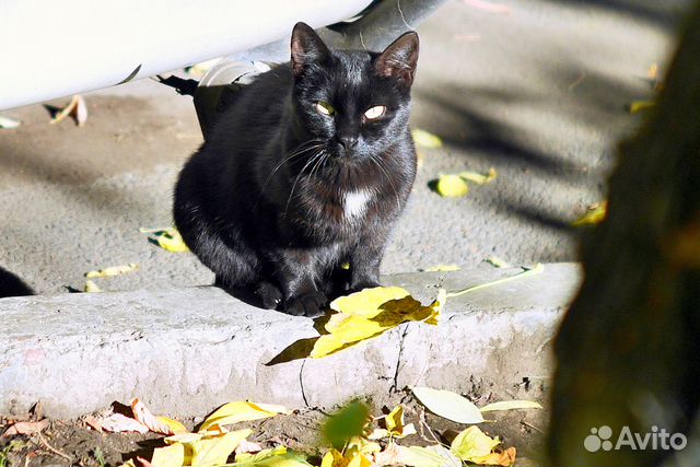 Служба спасения животных. Кошки спасатели. Номер службы спасения животных. Коты найденыши чебоксары. Спасатели спасают кошку.