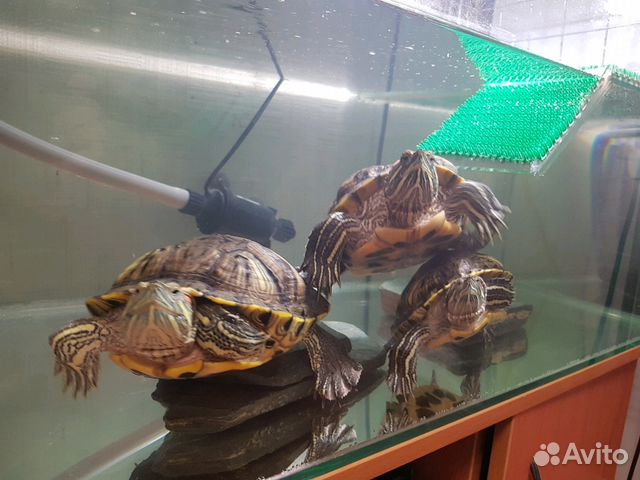 Аквариум с черепахами.аквариум из стекла 120 лит купить на Зозу.ру - фотография № 4