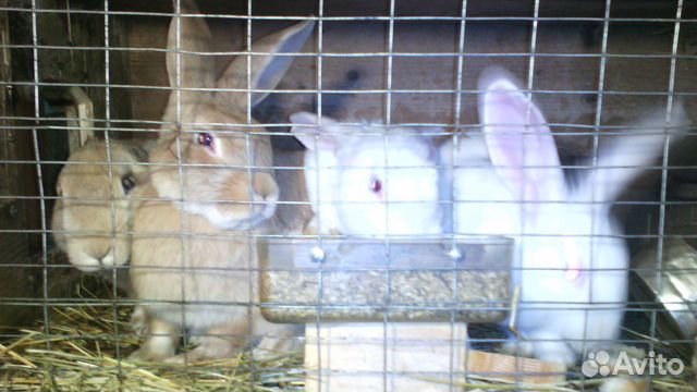 Кролики купить на Зозу.ру - фотография № 2