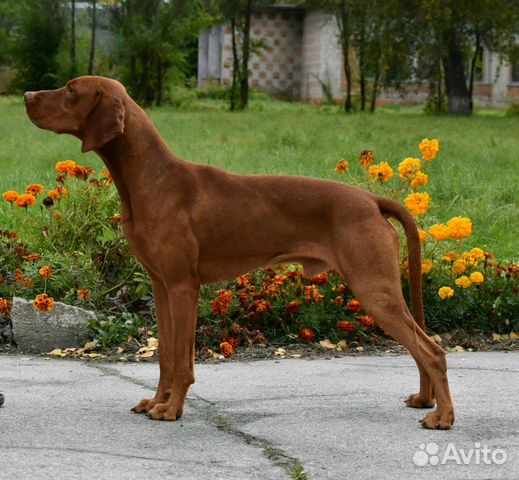 Щенки венгерской к/ш легавой,выжлы