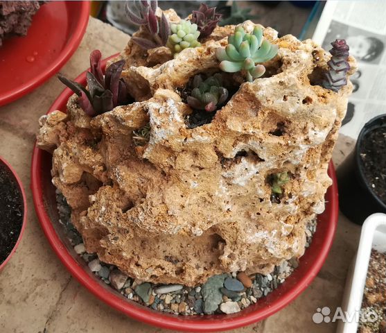 Композиция из суккулентов