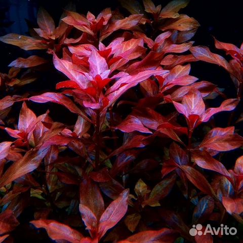 Растения из моих аквариумов и креветки вишня купить на Зозу.ру - фотография № 1