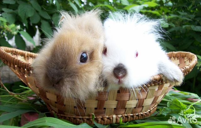 Карликовые кролики купить на Зозу.ру - фотография № 10