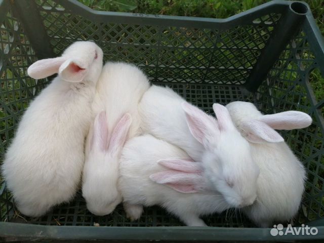 Кролики 4 месяца купить на Зозу.ру - фотография № 3