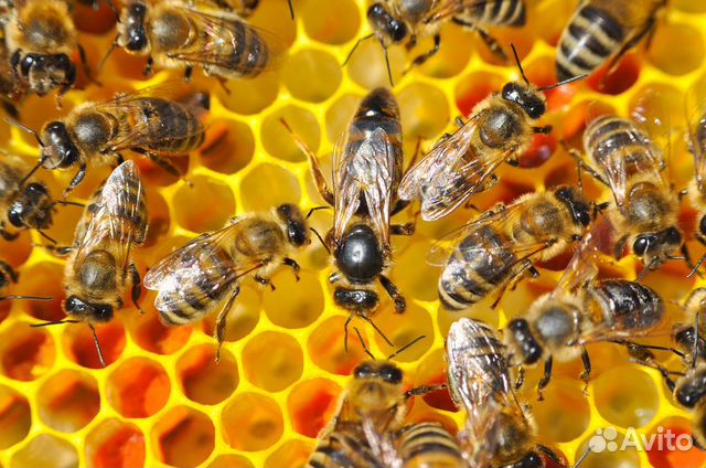 Продам пчелосемьи, пчелопакеты купить на Зозу.ру - фотография № 1