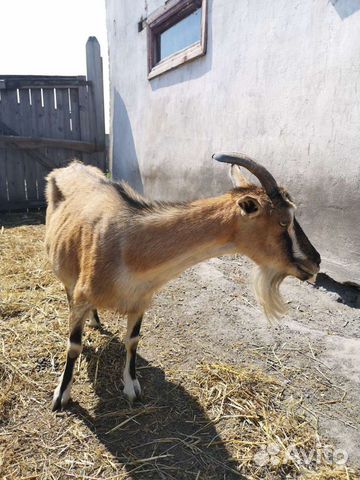Дойные козы купить на Зозу.ру - фотография № 1