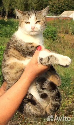 Кошка в добрые руки купить на Зозу.ру - фотография № 1