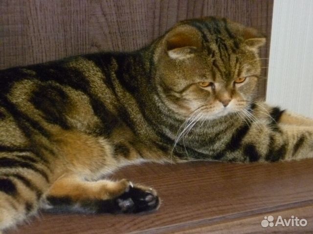 Кот на вязку