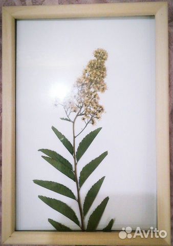 Гербарий в рамке