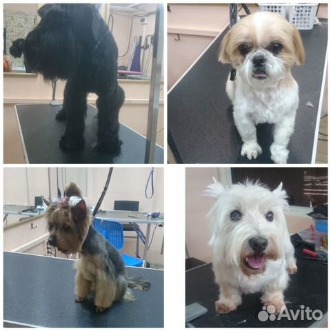 Стрижка собак и кошек (груминг)