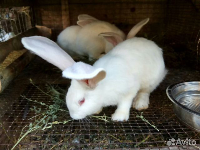 Кролики фландр,белый,серый великан купить на Зозу.ру - фотография № 8