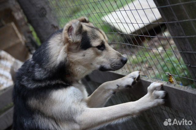 Собака в добрые руки, щенок купить на Зозу.ру - фотография № 5