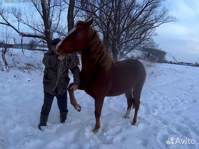 Продам жеребушку купить на Зозу.ру - фотография № 1