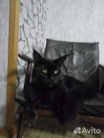 Мейнкун вязка, котята купить на Зозу.ру - фотография № 10