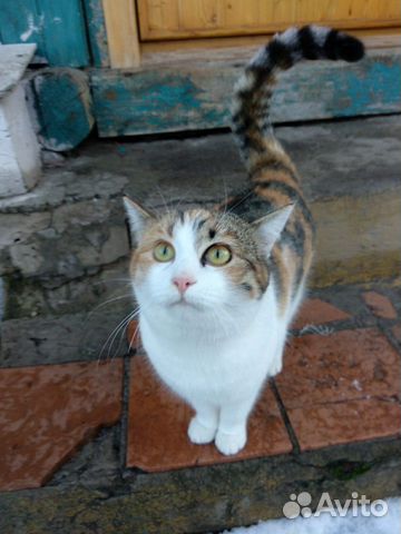Красивая, добрая кошка купить на Зозу.ру - фотография № 3