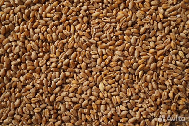 Продам пшеницу, зерно кукурузы купить на Зозу.ру - фотография № 2
