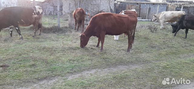 Продам стельных коров и телочку купить на Зозу.ру - фотография № 6