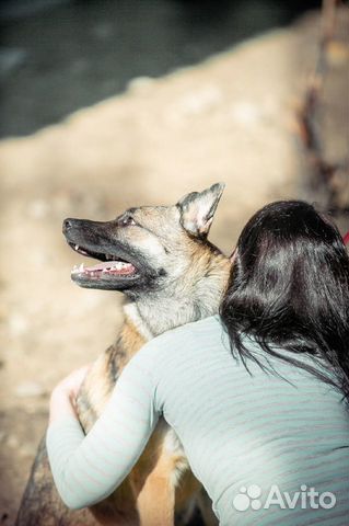 Собака Эмилия ищет дом,ей 3 года купить на Зозу.ру - фотография № 6