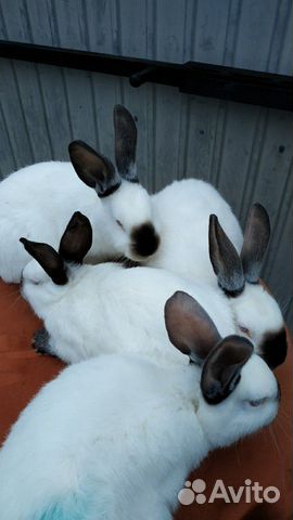 Кролики Калифорнийской породы купить на Зозу.ру - фотография № 3