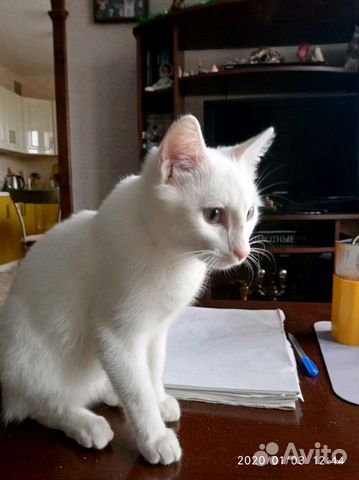 Белый котенок купить на Зозу.ру - фотография № 3