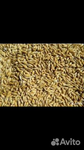 Пшеница Кукуруза Мука купить на Зозу.ру - фотография № 3