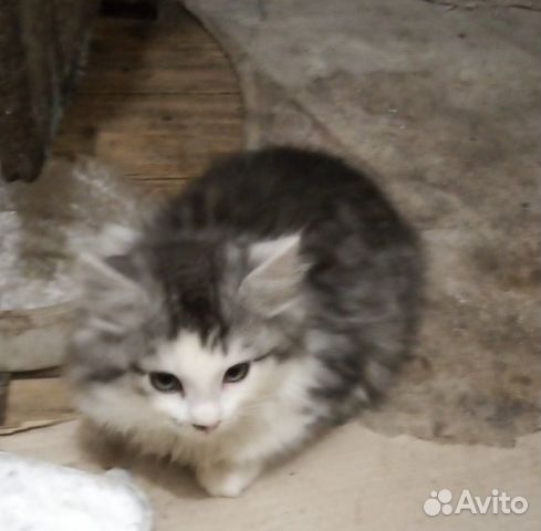 Котёнок(мальчик) купить на Зозу.ру - фотография № 2