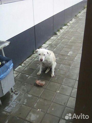 Бездомная собака купить на Зозу.ру - фотография № 1