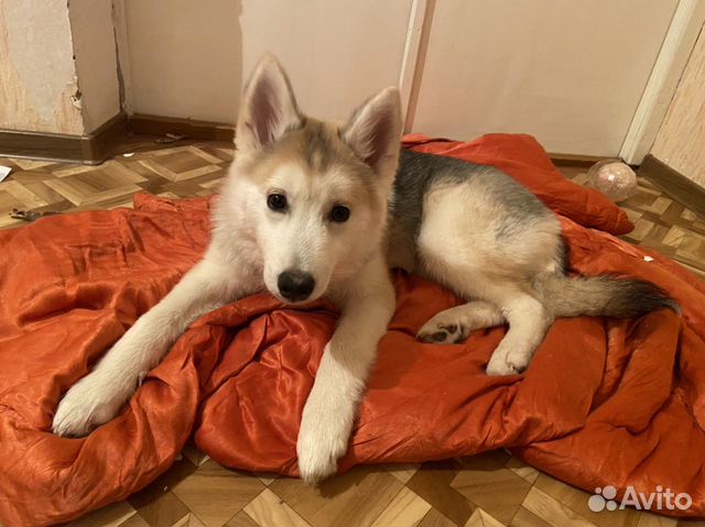 авито хаски щенки. авито хаски в добрые руки. хаски на руках. авито хаски в добрые руки. авито хаски в добрые руки.