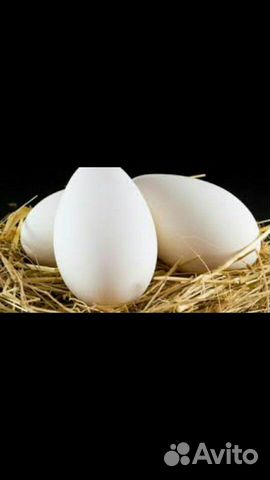 Гусиное яйцо, гусята купить на Зозу.ру - фотография № 2