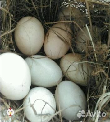 Инкубационное яйцо уток Индийский бегунок купить на Зозу.ру - фотография № 1