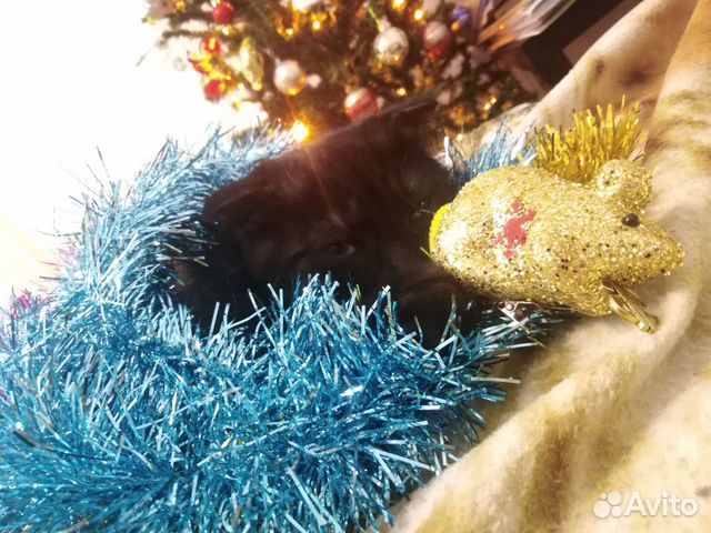 Вязка шотландский(скоттиш-Фолд) вислоухий кот купить на Зозу.ру - фотография № 4