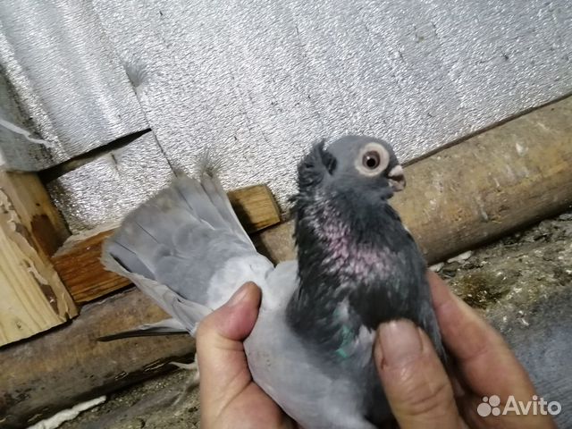 Продам голубей разных пород купить на Зозу.ру - фотография № 6